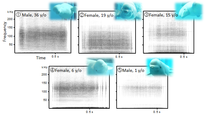 On Biology Do beluga whales give themselves names? - BOB网站,bob买足球,bob体育可靠